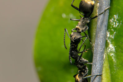 Close-up of ants on stem