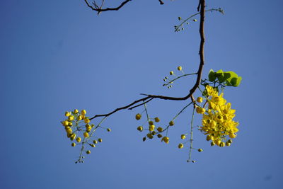 Low angle view of yellow flowers against clear blue sky