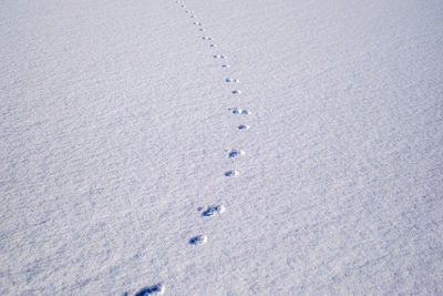 Traces in fresh loose snow