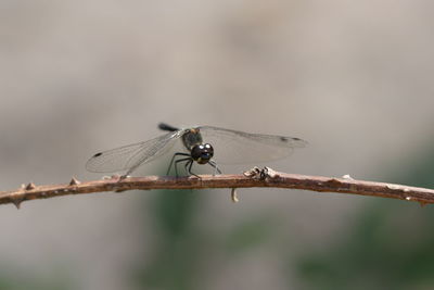 Close-up of insect perching on branch