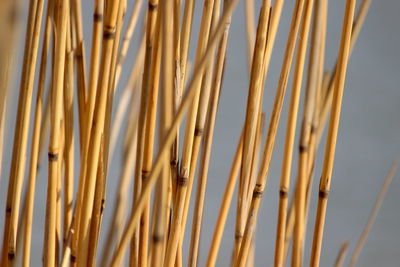 Close-up of crops against sky