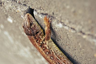 Close-up of reptile on wall