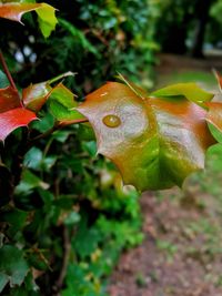 Close-up of water drops on leaf