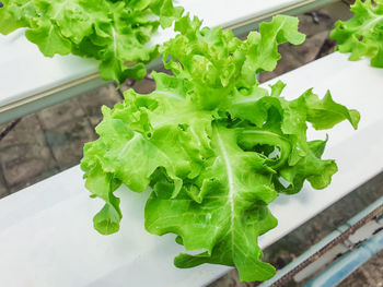 High angle view of vegetables on table