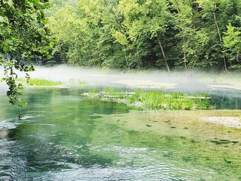 Scenic view of lake in forest