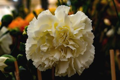 Close-up of white rose