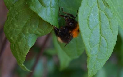 Close-up of bee on leaf