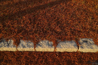 Full frame shot of plants growing on land