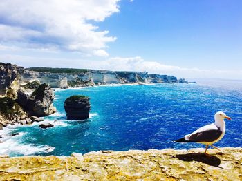 Seagull on wall against sea