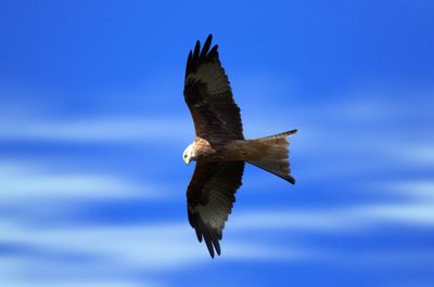 Low angle view of eagle flying against blue sky