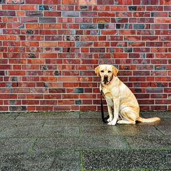 Yellow labrador retriever sitting on brick wall