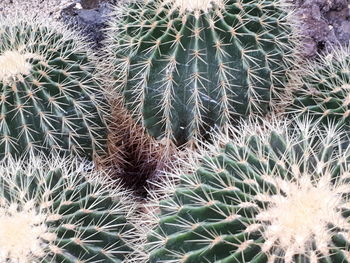 Full frame shot of succulent plant