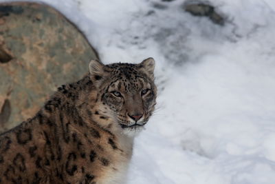 Closeup of snow leopard against snow and green boulder background