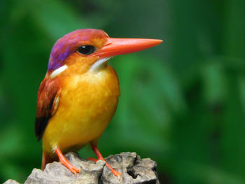 A kingfisher at kulon progo, yogyakarta
