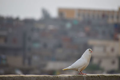 Close-up of seagull perching on retaining wall