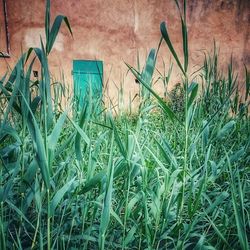 High angle view of plants growing on field