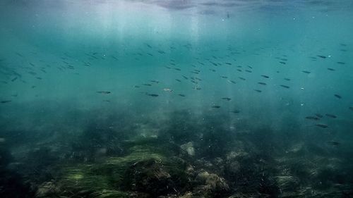 Reflection of trees in water
