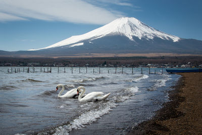 Ducks in a lake