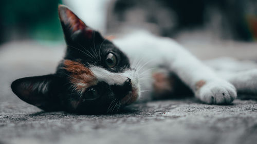 Close-up portrait of a cat