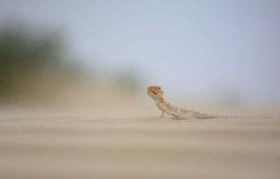 Close-up of a lizard on table
