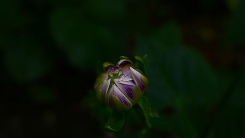 Close-up of honey bee on flower