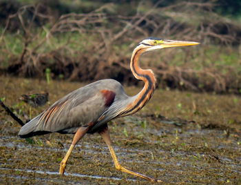 Purple heron