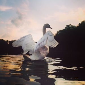 Swan on lake against sky