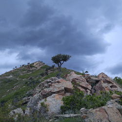 Low angle view of tree on mountain against cloudy sky