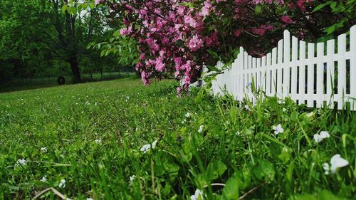 Flowers blooming on field