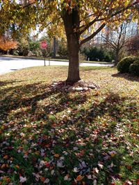 Trees in park