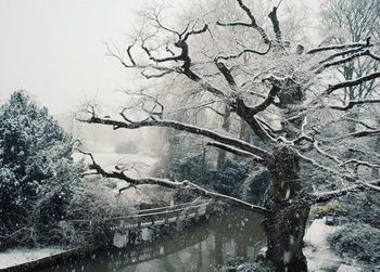 Bare tree by lake against sky