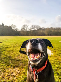 Dog looking away on field