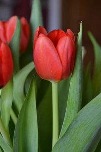 Close-up of red flowering plant