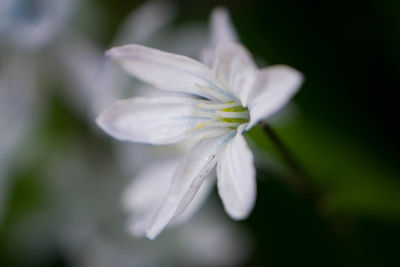 Close-up of white flower blooming outdoors