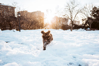 Dog on snow covered plants