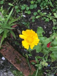 Close-up of yellow flowering plant