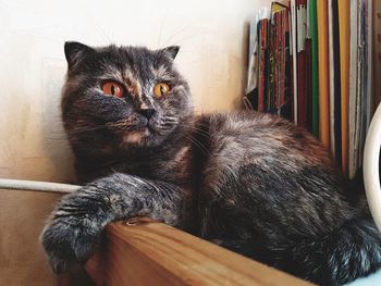 Close-up of cat at home