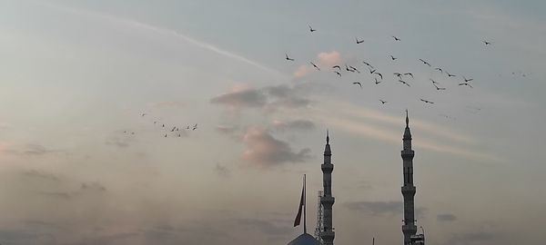 Birds flying in sky