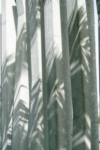 Close-up of shadow on tree
