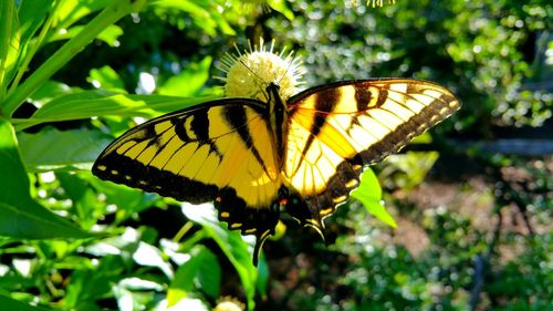 Close-up of butterfly pollinating on flower