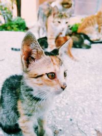 Portrait of cat sitting outdoors