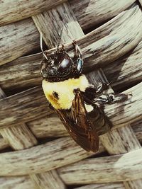 Close-up of bee on wood