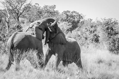 View of elephant on field