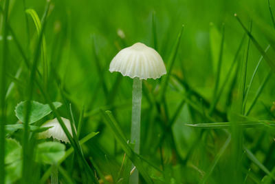 Close-up of mushroom growing on field