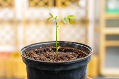 Close-up of potted plant in pot