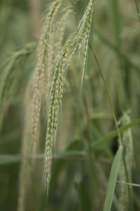 Close-up of stalks in field