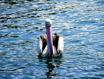 Duck swimming in lake