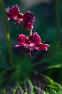 Close-up of pink flowering plant