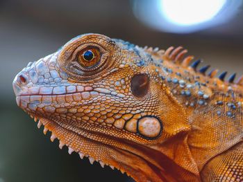 Close-up of a lizard