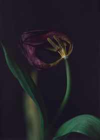 Close-up of wilted flower against black background